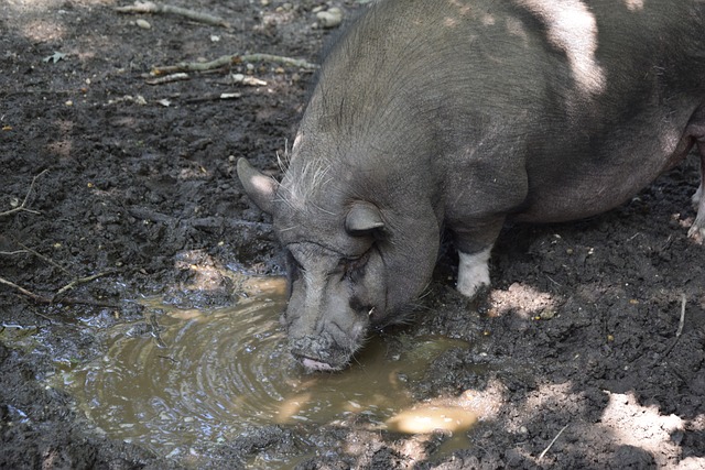 也将跨性别 也将跨性别
