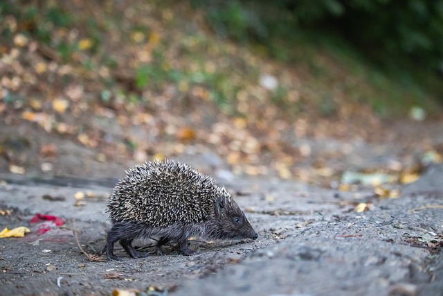 将会成为新 将会成为新